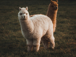 Baby Alpaca: the luxury fibre of the Andes